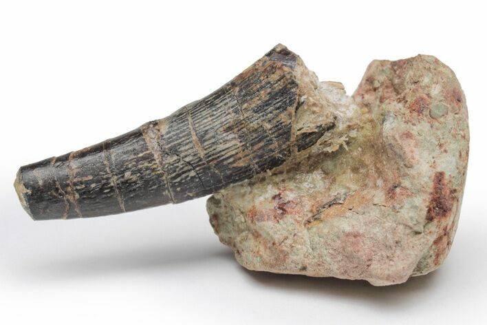 Fossil Pterosaur Tooth in Situ - Dekkar Formation, Morocco #220376